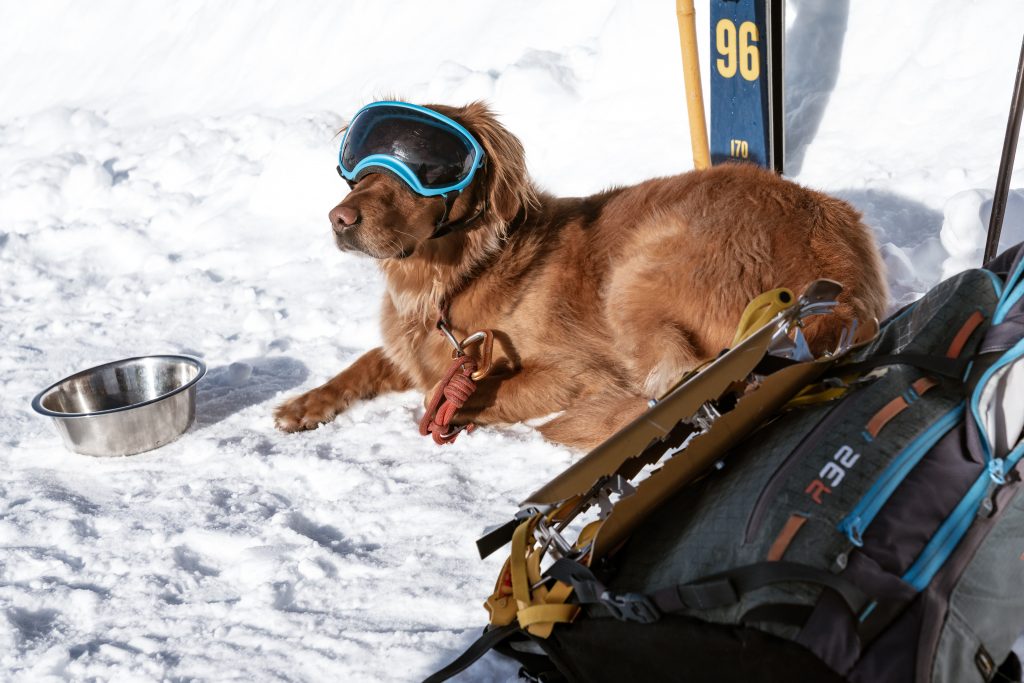 Mountain Rescue Ski Patrol Dog - ©Olly Bowman